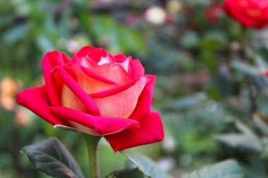 Bahçede güzel kırmızı güller