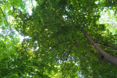 Baharda yaprakları olan ağaçlar, parkta ağaçlar, ormanda güneş ışığı, ormanda yeşil yapraklar 