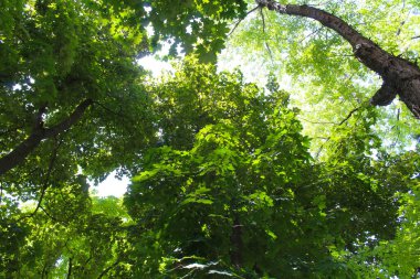 Baharda yaprakları olan ağaçlar, parkta ağaçlar, ormanda güneş ışığı, ormanda yeşil yapraklar 