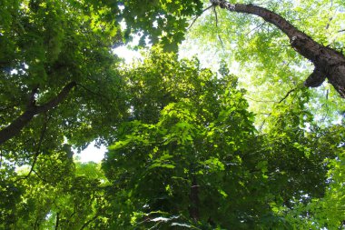 Baharda yaprakları olan ağaçlar, parkta ağaçlar, ormanda güneş ışığı, ormanda yeşil yapraklar 