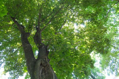 Baharda yaprakları olan ağaçlar, parkta ağaçlar, ormanda güneş ışığı, ormanda yeşil yapraklar 