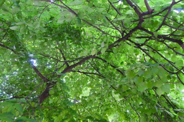 Ormanda yeşil yapraklar