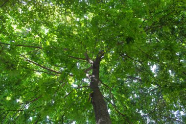Baharda yaprakları olan ağaçlar, parkta ağaçlar, ormanda güneş ışığı, ormanda yeşil yapraklar 