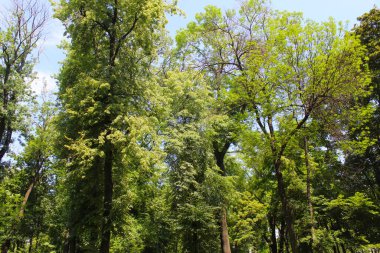 Parktaki yeşil ağaçlar