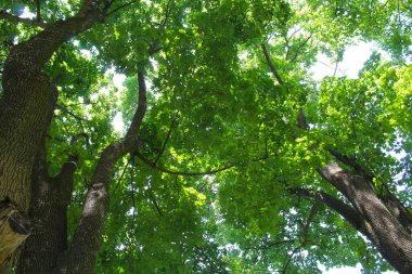 Ormanın güzel manzarası, baharda parktaki ağaçlar.