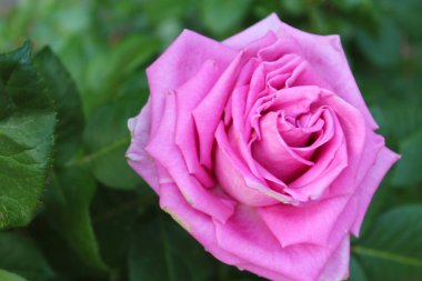 Bahçede pembe gül, yaz günü, yeşil, bulanık arka planda güzel pembe gül. 