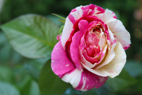 Beautiful white and pink rose with green fresh leaves, beautiful pink rose in the garden