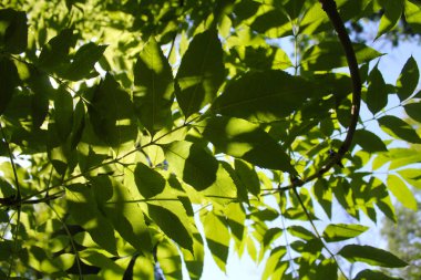Yeşil yapraklı ağaç dalı, yapraklı yeşil ağaç, bitki ve doğa.