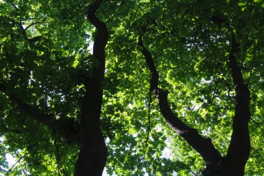 Ormanda yeşil ağaç, ormanda yeşil yapraklar