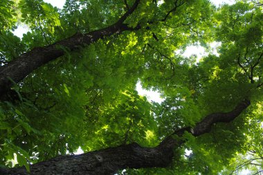 İlkbaharda parkta yeşil yapraklı ağaçlar, doğada yeşil yapraklar, bitki örtüsü