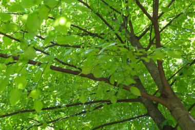 Bahçedeki yeşil ağaçlar