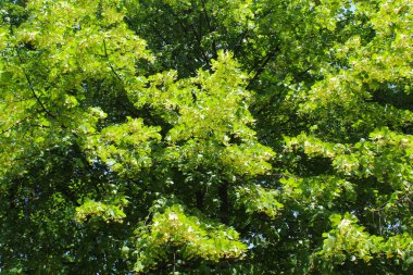 Yeşil akçaağaç yaprakları parkta