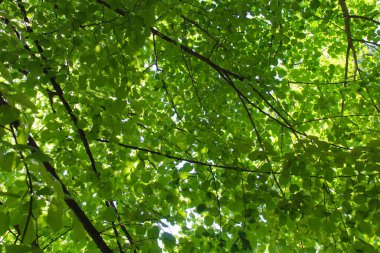 Yeşil Yapraklar arka planı. Doğa arkaplanı