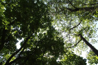 Yeşil orman geçmişi, ormandaki bitki örtüsü ve doğa