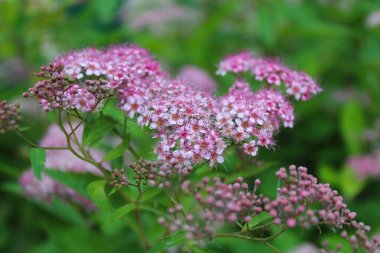 Çiçek, arkaplan, pembe, yaz, çiçekler, yeşil, taze, yapraklar, açan, büyüyen,