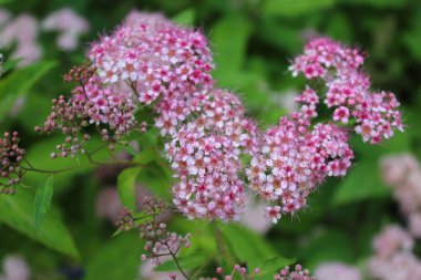 Çiçek, arkaplan, pembe, yaz, çiçekler, yeşil, taze, yapraklar, açan, büyüyen,