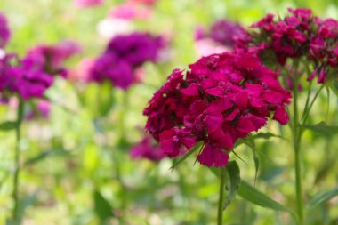 Yazın bahçenin güzel çiçekleri, bahçeden gelen renkli karanfiller.