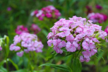 Renkli çiçekler ve yeşil çimenler tarlada, güzel çiçekler bahçede.
