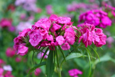 Bahçedeki güzel çiçekler