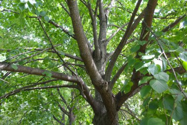 Yapraklı ağaç dalı, ıhlamur çiçeği.