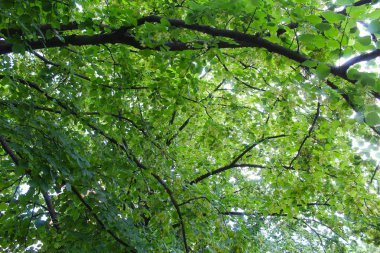 Ormanda yeşil yapraklar