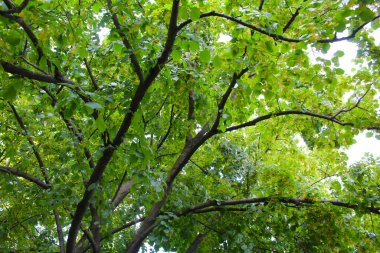 Ağaç, ıhlamur, bahar, çiçek, ıhlamur ağacı, ağaçlar, yeşil, taze, yapraklar, sarı, bahar, çiçek, dallar, çiçek açan ağaçlar.,