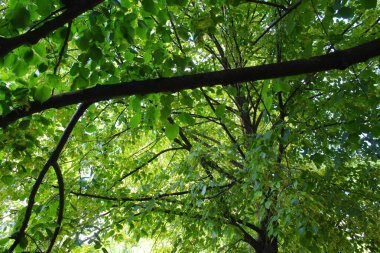 Baharda ıhlamur ağacı, çiçek açan ıhlamur ağacı, yeşil yapraklı ıhlamur ağacı ve sarı bahar çiçekleri.