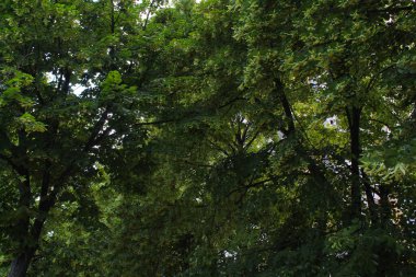 Baharda ıhlamur ağacı, çiçek açan ıhlamur ağacı, yeşil yapraklı ıhlamur ağacı ve sarı bahar çiçekleri.