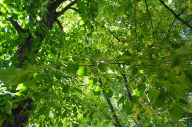 Baharda ıhlamur ağacı, çiçek açan ıhlamur ağacı, yeşil yapraklı ıhlamur ağacı ve sarı bahar çiçekleri.
