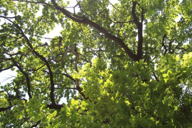 yeşil yapraklar, bitki örtüsü ve doğa