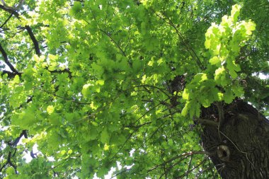 yeşil yapraklar, bitkiler ve yapraklar