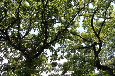 Ormanda yeşil yapraklar