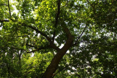 Ormanda kocaman bir meşe ağacı, yeşil yapraklı bir ağaç.