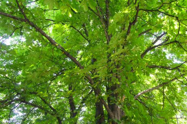 Ormanda yeşil ağaçlar