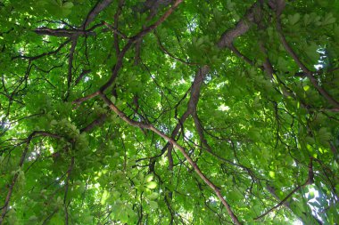 Ormandaki ağaç dalları, yeşil yaprak arka planı, bitki örtüsü.