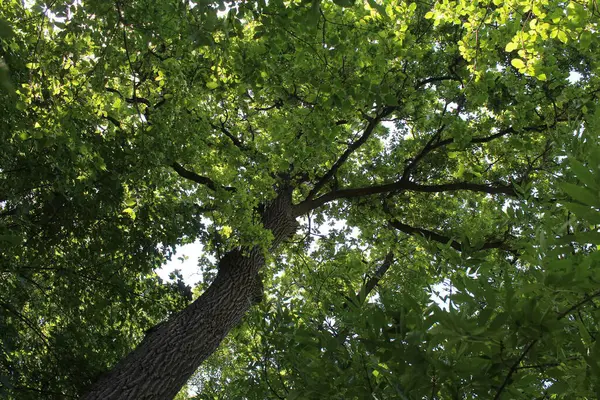 Ormandaki yeşil ağaç