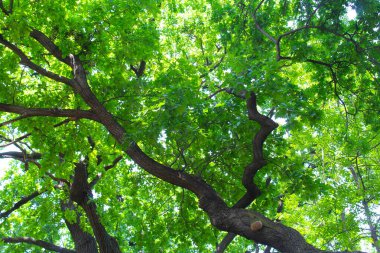 Ormanda yeşil ağaçlar