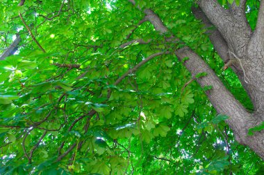 bir ağacın yeşil dallarının arkaplanı.