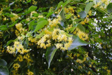 İlkbaharda ağaçta ıhlamur çiçeği ve yeşil yapraklar