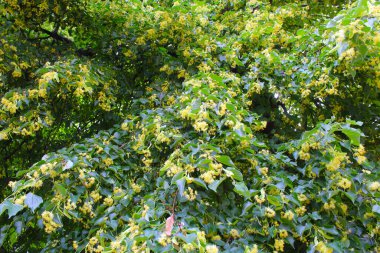 İlkbaharda ağaçta ıhlamur çiçeği ve yeşil yapraklar