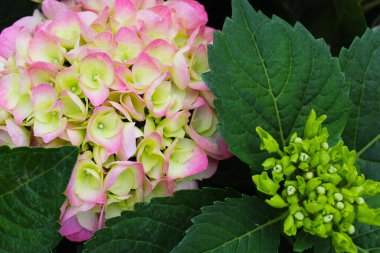 Yeşil yapraklı pembe ortanca çiçekleri.