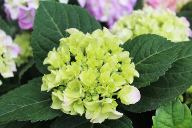 Ortanca çiçekleri yeşil yaprakları yakın çekim ile