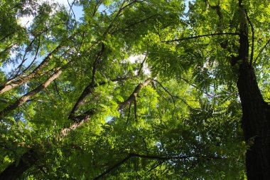 Akasya ağaçları ve yeşil yapraklar güneşli havada, ormandaki ağaçlar, bitki örtüsü ve doğa