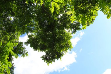 yeşil ağaç ve mavi gökyüzü, açık mavi gökyüzünün arka planında yeşil akasya yaprakları