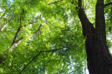 Akasya ağaçları ve yeşil yapraklar güneşli havada, ormandaki ağaçlar, bitki örtüsü ve doğa
