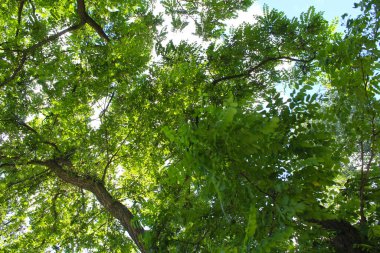 Sabah ormandaki güzel yeşil yapraklar