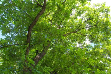 Güneşli havada yeşil yapraklı akasya ağaçları baharda ormanda ağaçlar