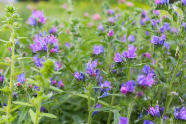 Çiçekler, yeşil çimenlerin bulanık arka planında mavi kır çiçekleri, doğal arka plan.