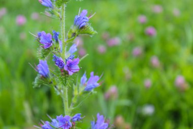 Çiçekler, yeşil çimenlerin bulanık arka planında mavi kır çiçekleri, doğal arka plan.