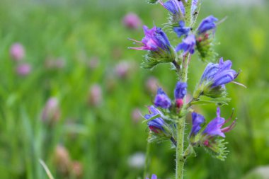 Çiçekler, yeşil çimenlerin bulanık arka planında mavi kır çiçekleri, doğal arka plan.